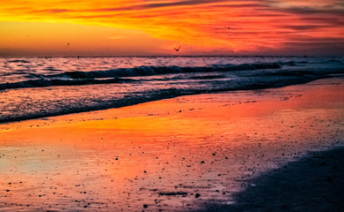 sunset on the beach, seagull, bird, orange, reflection, landscape, seascape, sand, coast, clouds