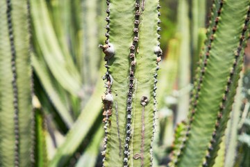 Close up of succulent green cactus at botanical garden
