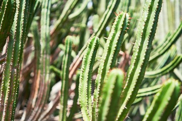 Fototapeta premium Close up of succulent green cactus at botanical garden