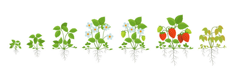 Strawberry plant growth stages. Harvest animation progression. Fragaria development life cycle. Root system. Berry ripening period vector infographic.