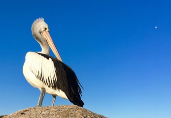 pelican