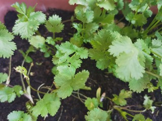 Coriander from a local vegetable grower grows up before the gardeners water and sow the fertilizer in his vegetable garden.