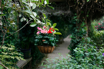 A pretty flower photo of Botanical Garden