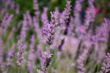 Lavender in Provence – Close up of Bush of purple Lavender, Bokeh with Blurred Background