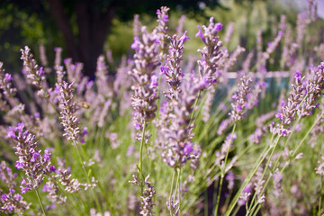 Close up of Bushes of purple Lavender at sunset, Bokeh with Blurred Background