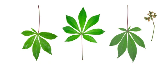 Crédence de cuisine en verre imprimé Légumes frais Beautiful Cassava leaf on white background
