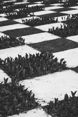 black and white garden geometric