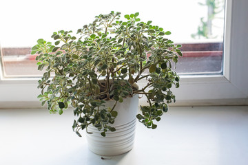 Houseplants concept - White plant pot on the windowsill.