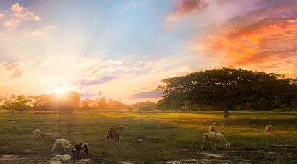 World environment day concept: Sheeps on the field