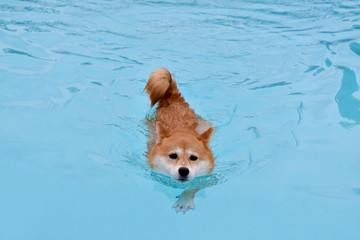 柴犬・泳ぐ・プール © Mitchy