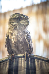 portrait of a Frogmouth