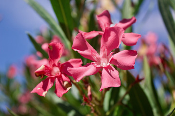 Red flower Poppy plant with blurred green plants and trees