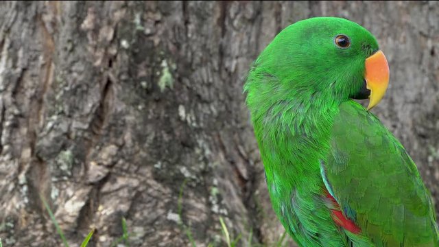 Male Eclectus parrot with natural background, turn head look at camera
