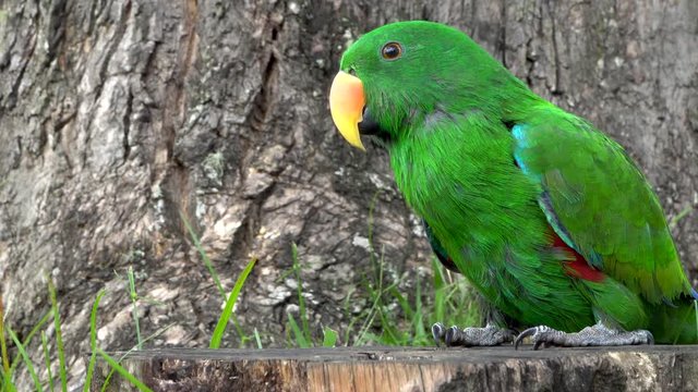 Green Eclecctus parrot on tree stump looking around as if listening