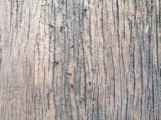 Beautiful old wooden texture texture background