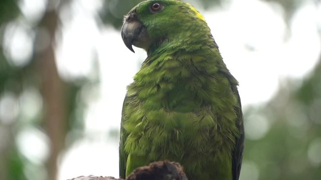 Green Amazona Parrot Slowmotion Close Up. Exotic Bird in Tropical Rainforest