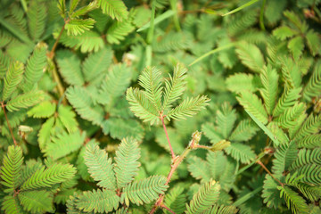 Sensitive plant grass , Mimosa pudica Shameplant