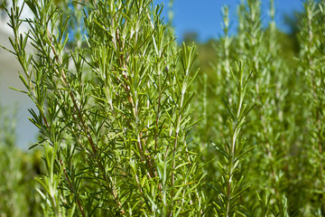 Rosemary Fields – rosemary plant grows in nature; close up with blurred background with blue sky 