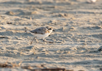 The female piping plover (Charadrius melodus) on the sand beach, Galveston
