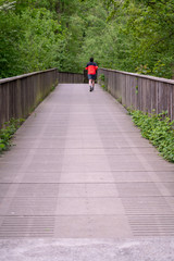 an footpath in the forest
