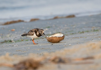 The ruddy turnstone (Arenaria interpres) testing coconat washed on the Galveston beach