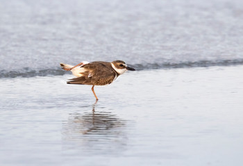 The piping plover (Charadrius melodus) on the sand beach, Galveston
