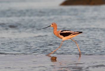  
The american avocet walking through the beach, Galveston, Texas