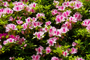 春先に花を咲かせるツツジの木々