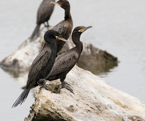 The group double-crested cormorants sitting on the rock, Galveston beach, Texas, USA