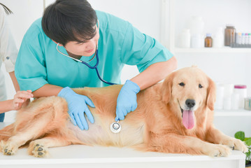 Asian male veterinarian examining golden retriever dog by stethoscope in vet clinic.
