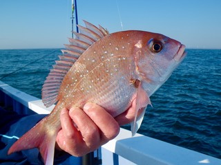 真鯛 Red snapper