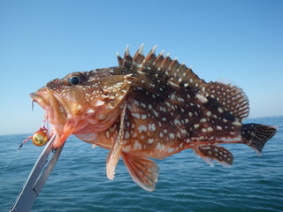 一つテンヤで釣ったカサゴ