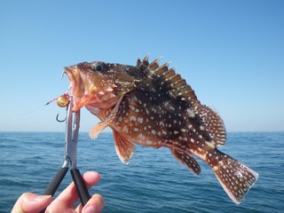 一つテンヤで釣ったカサゴ