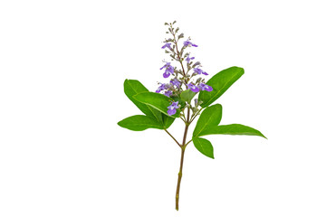 Close up violet flower Vitex trifolia Linn or Indian Privet is herb in Thailand,isolated on white background.Saved with clipping path.