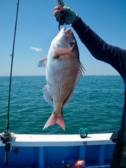 Red snapper