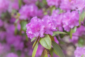 Close-up of pink rhododendron flowers blooming in springtime