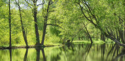 Fototapeta premium pond water in forest park, summer landscape. nature lake outdoors among green trees