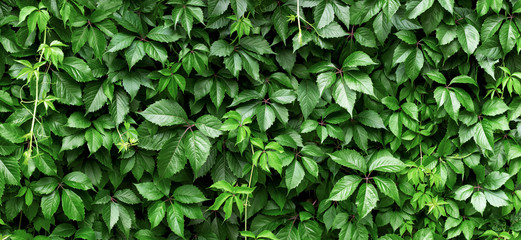 hedge of plant leaves. green ivy foliage, natural background