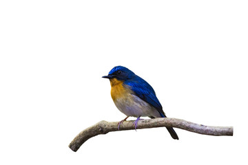 Beautiful male of Hill Blue Flycatcher (Cyornis banyumas) on branch isolated on white background.Saved with clipping path.