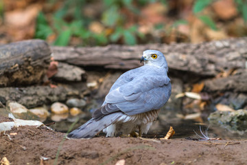 Beautiful bird Shikra ( Accipiter badius ) drink water  on pond