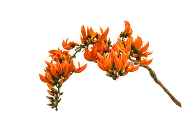 Bastard Teak, Bengal Kino, Butea Monosperma or Palash, Flame of the Forest isolated on white background.Saved with clipping path