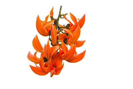 Bastard Teak, Bengal Kino, Butea Monosperma or Palash, Flame of the Forest isolated on white background.Saved with clipping path