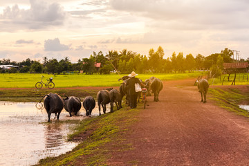 Thai farmer bring buffalo back home cross the dirt road near lake