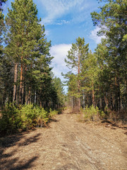 Fototapeta na wymiar Siberian forest landscape in spring. Vertical photo.