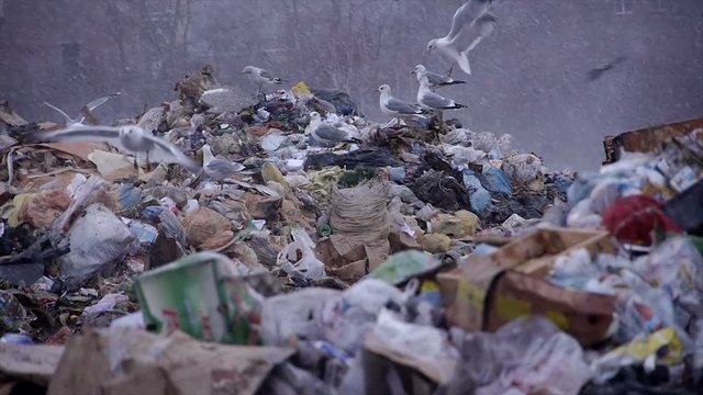 stock video footage gulls at the landfill garbage dump