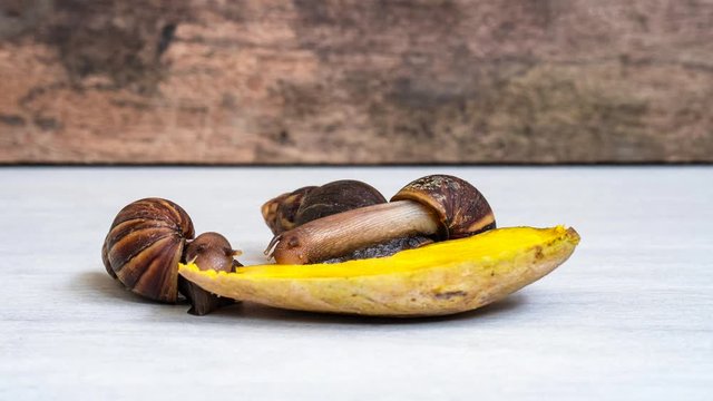 Giant African Land Snail eating mango. 4K Time lapse 