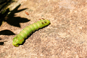 caterpillar on a leaf