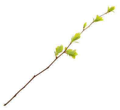 Young spring branch isolated on white. Spring mood. Green twig extracted on white background