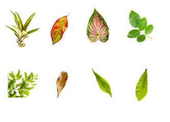 Many kinds of leaf combination on white isolated.