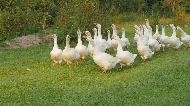 stock video footage flock of geese attacks